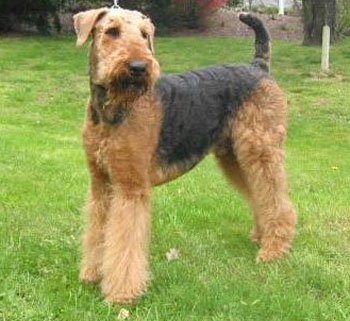 airedale terrier