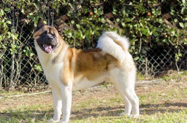 akita américain