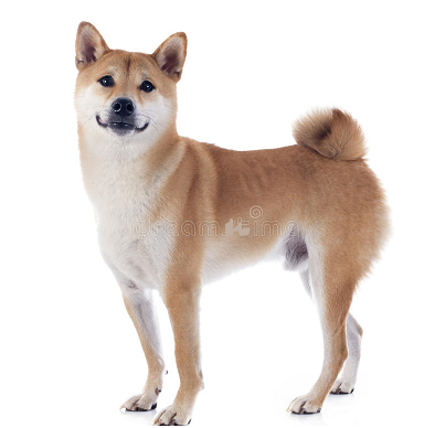 akita inu