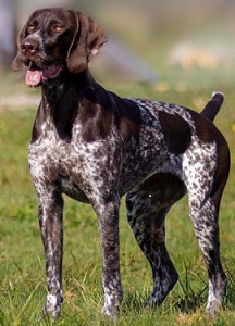 Ancien-chien-darret-danois-prendre