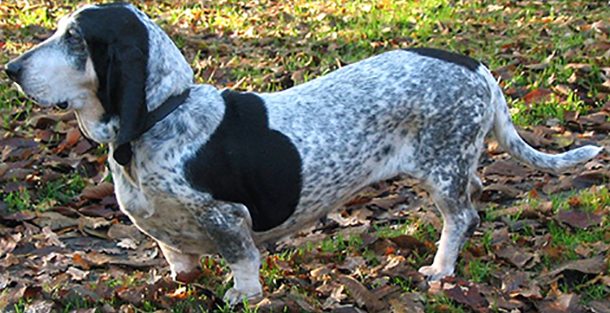 Basset Bleu de Gascogne