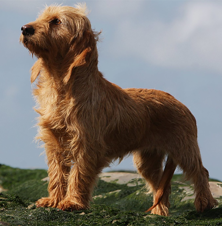 Basset Fauve de Bretagne