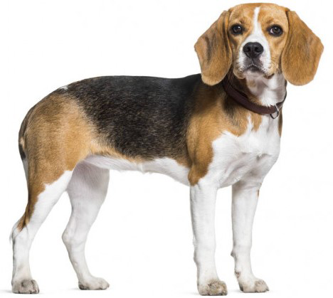 Beagle