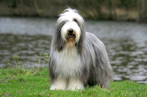 Bearded Collie