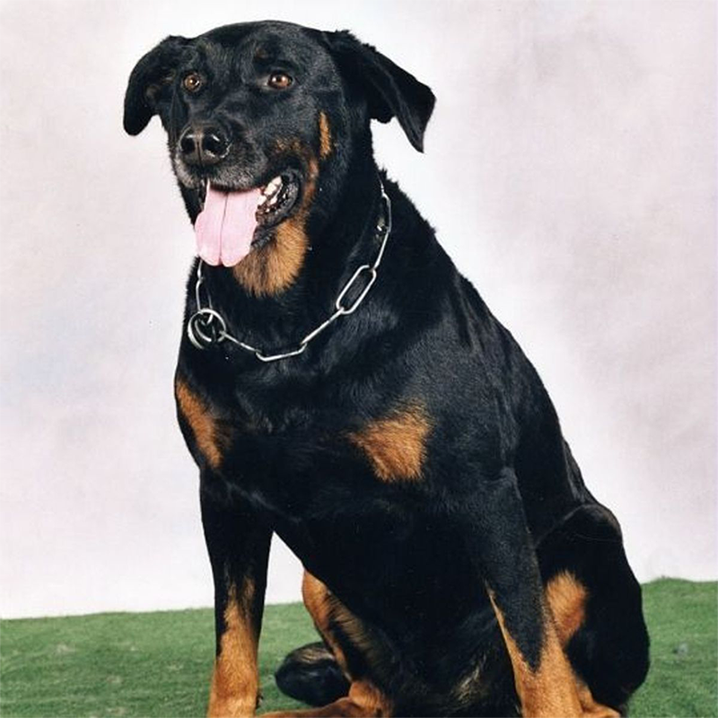 Beauceron