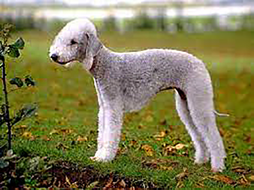 Bedlington Terrier