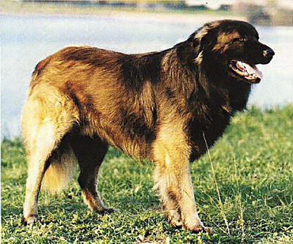Chien de la Serra da Estrela