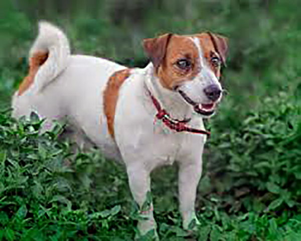 Jack Russell Terrier fd