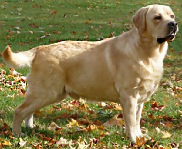 Labrador Retriever
