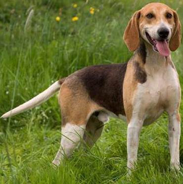 anglo-francais-de-petite-venerie