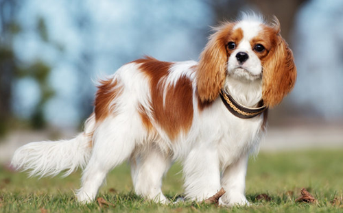 cavalier-king-charles-